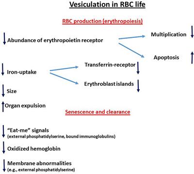 The Redox Balance and Membrane Shedding in RBC Production, Maturation, and Senescence